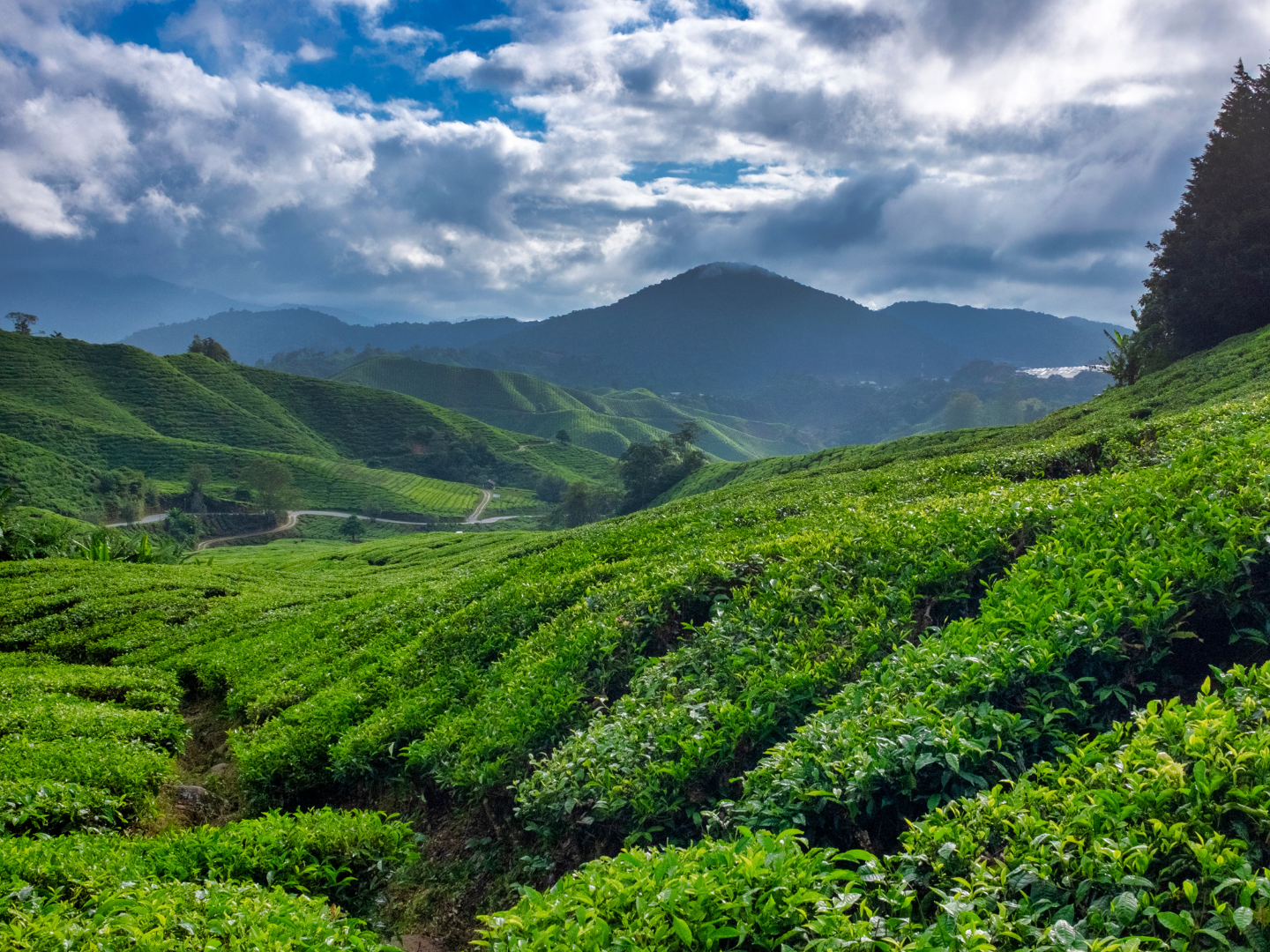 Rolling tea plantations in Cameron Highlands